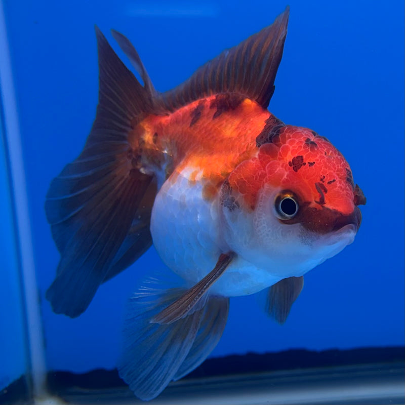 Thai Oranda Tri-Color 2.5” Body Male(CK-1305)R3B17