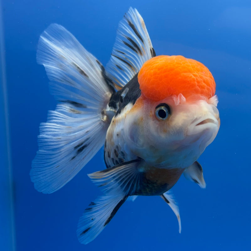 Thai Oranda Tri-Color 3.5” Body Female(CK-1382)R1B10