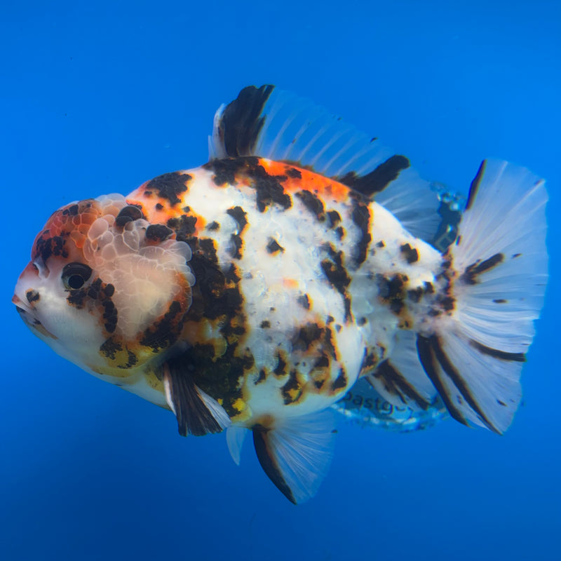 Thai Oranda Tri-Color Calico Tiger 5” Body Female(NKT-CK-1029)SHOWTANK2
