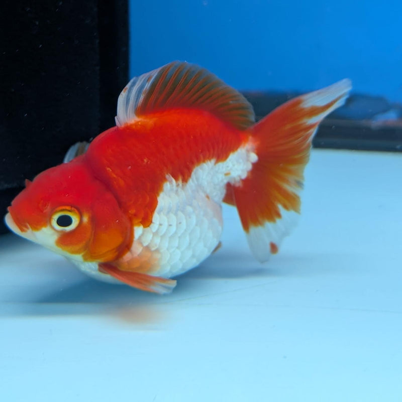 (KP-233) Red & White Thai Ryukin 2.5'' Male Show Quality R3B15