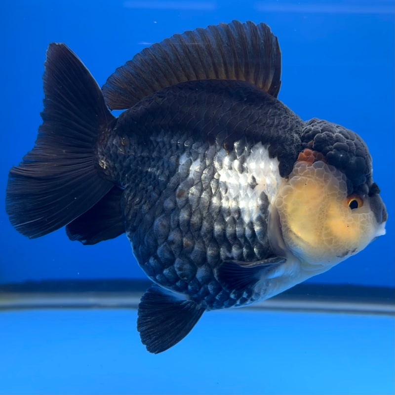 Thai Premium Oranda Yuanbao Panda 4” Body Male(CK-746)R1BlueTub4