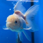 Thai Oranda Red/White 2" Male (CK-1563)R3A09