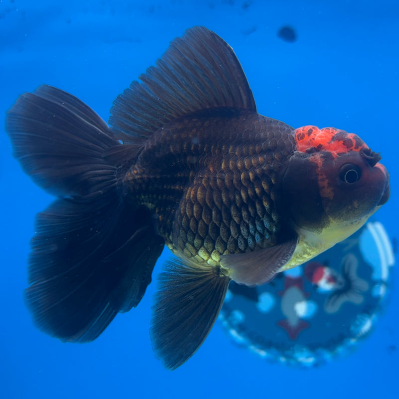 Thai Oranda Black Body Red Cap 3” Body Male(CK-1408)R1B09