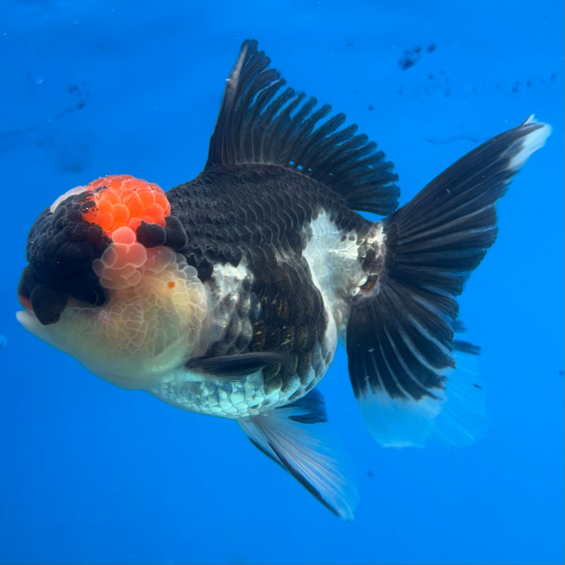 Thai Oranda Tri-Color 3.5” Body Female(CK-913)R1BLUETUB4