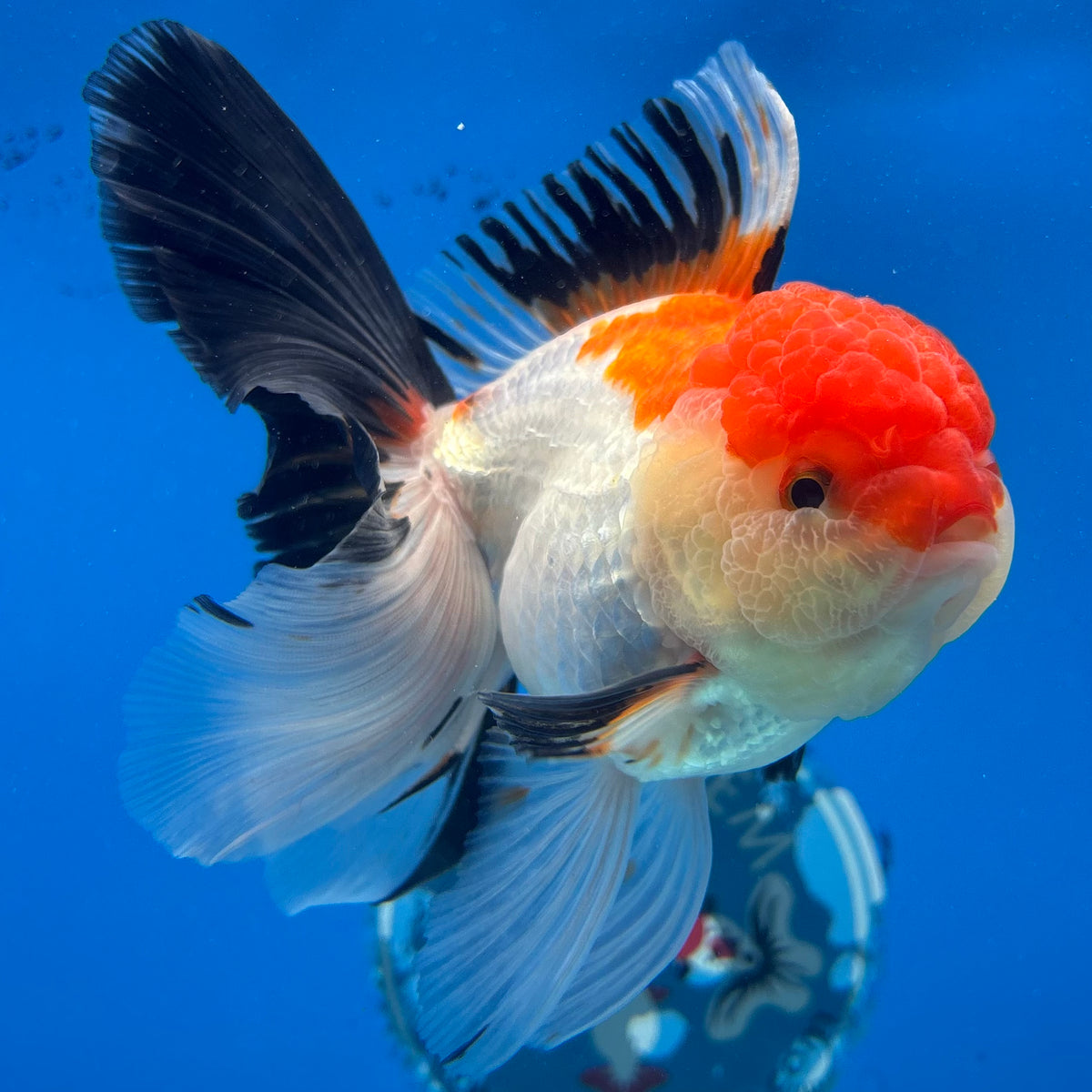 Thai Oranda Tri-Color 3.5” Female(CK-1627)R2A08
