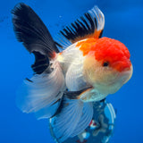 Thai Oranda Tri-Color 3.5” Female(CK-1627)R2A08