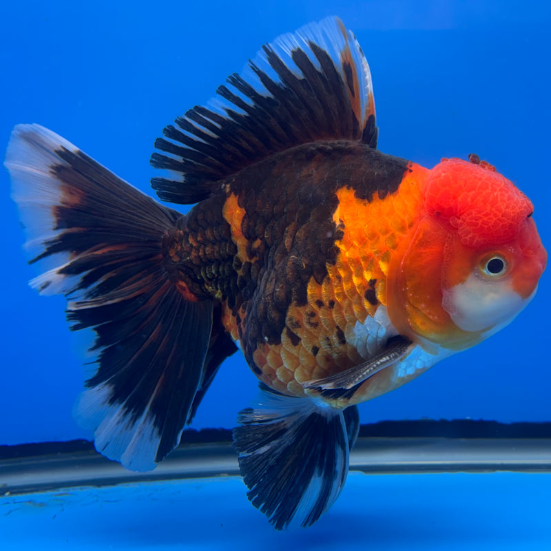 Thai Oranda AA JUMBO Apache 4.5” Body Male(AA-CK-1348)R1BLUETUB3