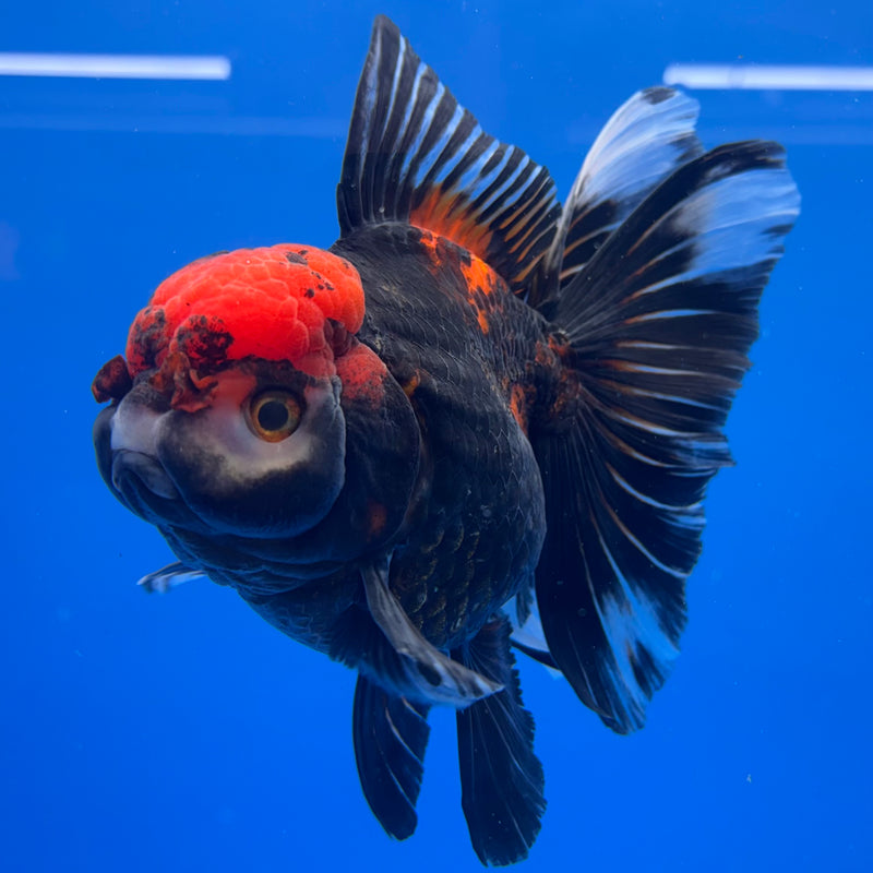 Thai Oranda JUMBO Tri-Color/Apache 4” Body Female(QGF-CK-1320)BLUETUB1