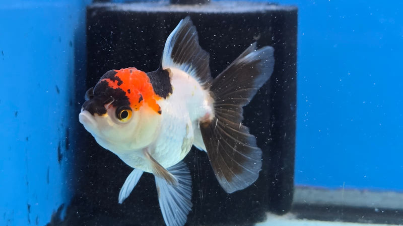 Thai Tri Color Orchid Tail Medium Breed Female 2.50 inch Body (NNN-3006)R3B19