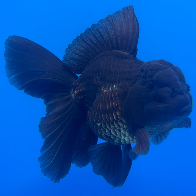 Thai Oranda Black Body Red Cap 3” Body Male(CK-1470)R2B10