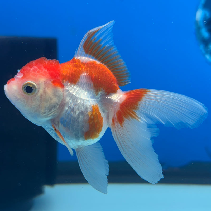 Thai Oranda Red/White 2” Body Female(CK-1271)R3B05