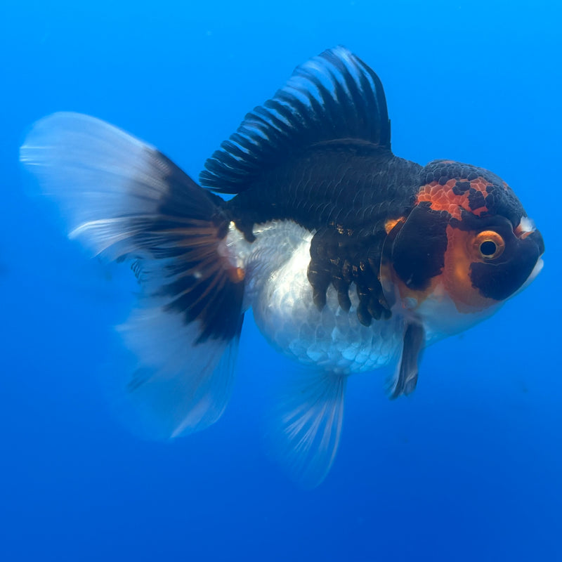 Thai Oranda Tri-Color Apache 3” Body Female(CK-685)R1A07