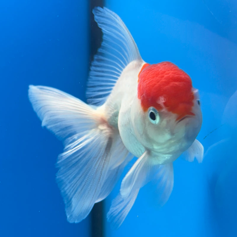 Thai Oranda White Body Red Cap 2” Body Male(CK-1020)R3B12