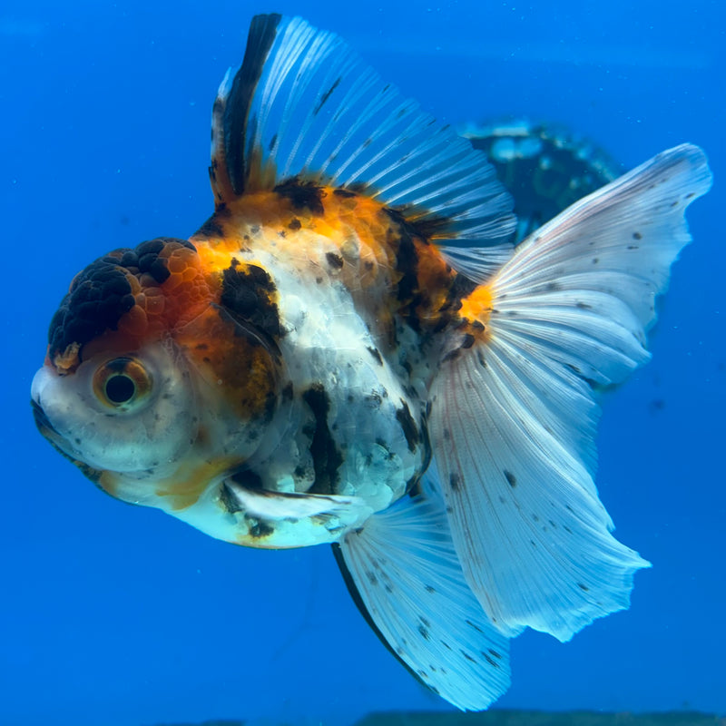 Thai Oranda Tri-Color Calico Tiger 3.5” Body Female(CK-1485)R2B17