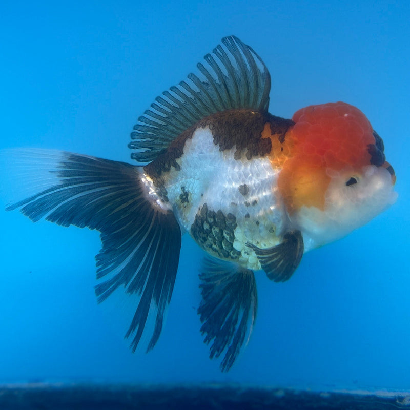 Live Premium Fancy Goldfish Thai Oranda Tri-Color 3.5” body Male (JC-265) R1A12