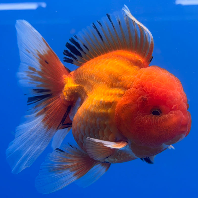 Thai Oranda JUMBO Apache 4” Body Male(CK-1367)R1B12