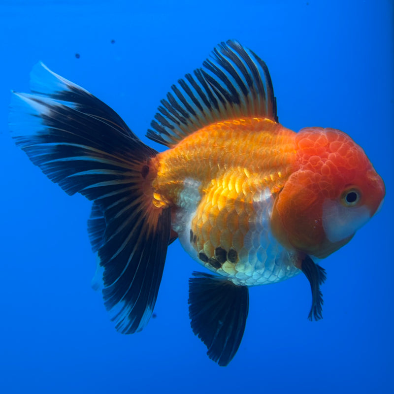 Thai Oranda Apache 3.5” Body Female(CK-908)R1BLUETUB4
