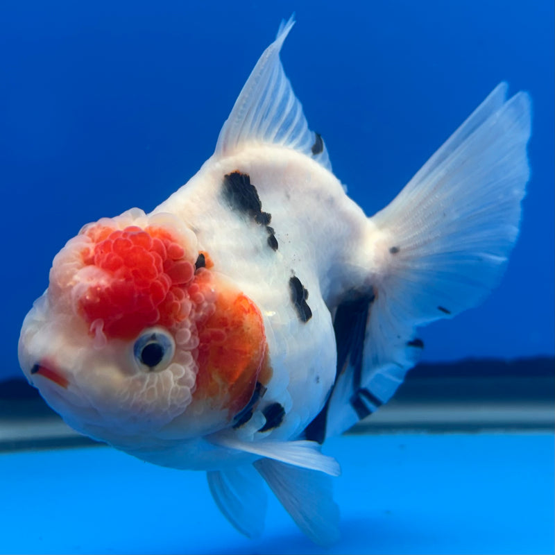 Thai Oranda Tri-Color Calico 3” Body Male(CK-698)R1B07