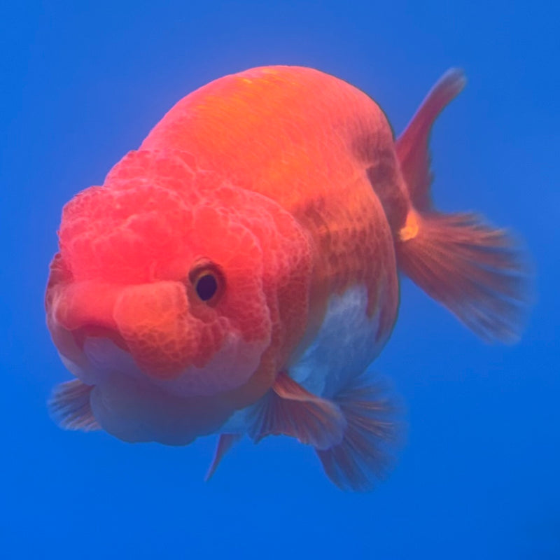 Thai Ranchu Red/White 3” Body Male(CK-827)R3A13