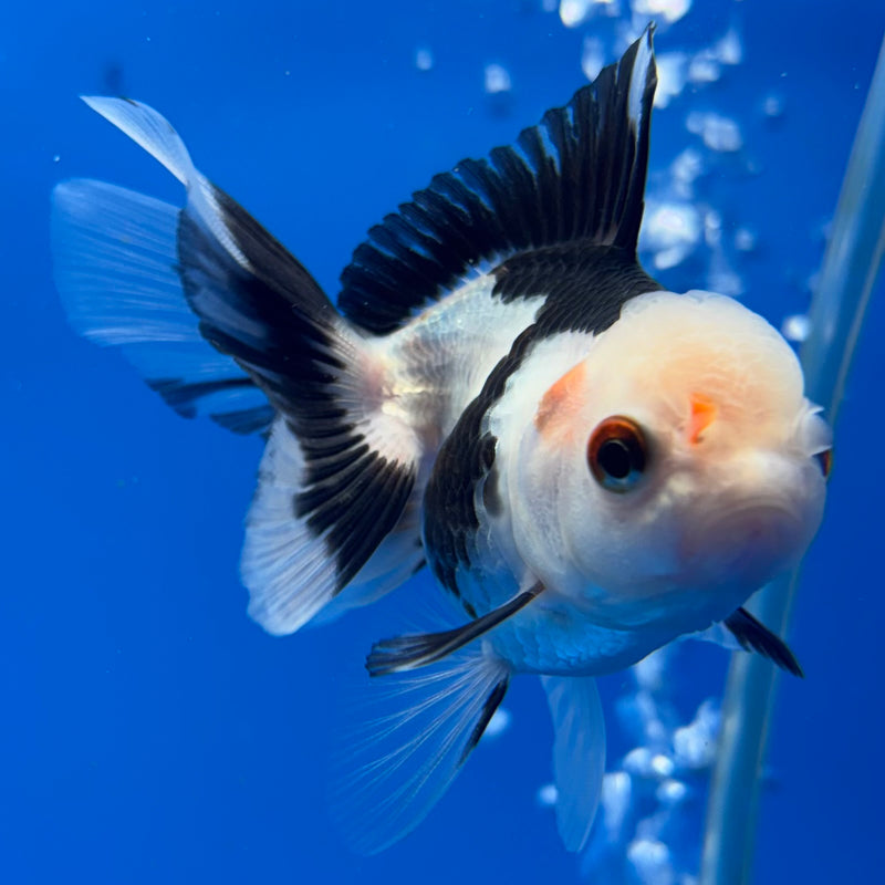 Thai Oranda Panda/Tri-Color 2” Body Female(CK-1008)R3B16