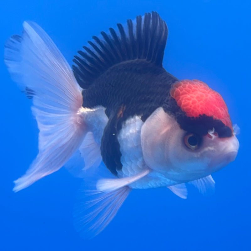 Thai Oranda Tri-Color 2.5” Body Male(CK-1252)R3B08