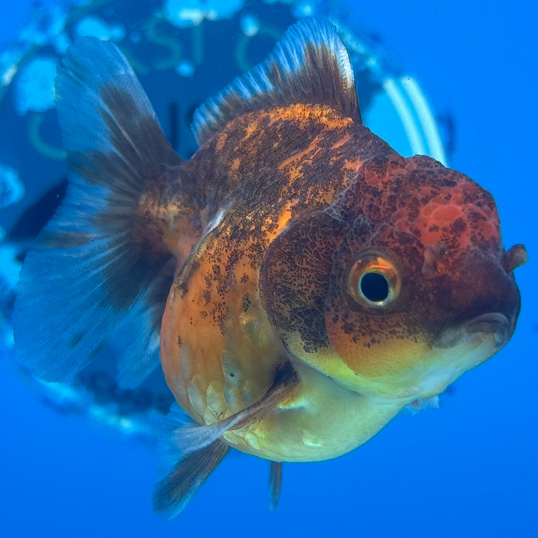 Thai Oranda Calico Yuanbao by SHOGUN 2.5” Body Female(CK-1588)R3B09