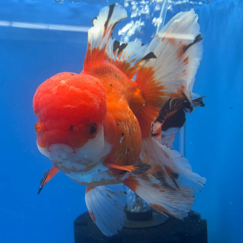 Thai Oranda JUMBO Tri-Color Orchid Tail 5” Body Female(QGF-CK-1316)BLUETUB1