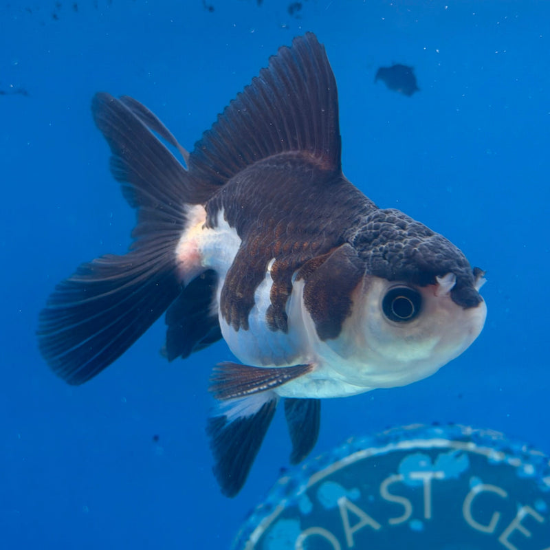 Thai Oranda Panda 2.5” Male (FEB-320)R3B08