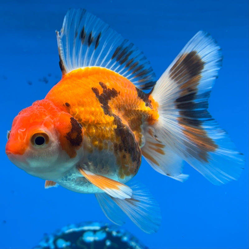 Thai Oranda Tri-Color/Apache 2.5” Body Male(CK-856)R3B17