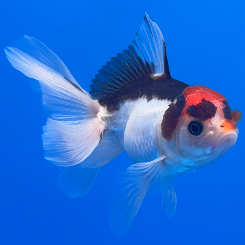 Thai Oranda Tri-Color 2.5” Body Male(CK-1310)R3B14