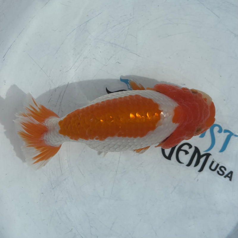 Live Fancy Goldfish Thai Ranchu AA Grade Top View Red & White Ranchu 4” Body Male(CK-872)BLUETUB1