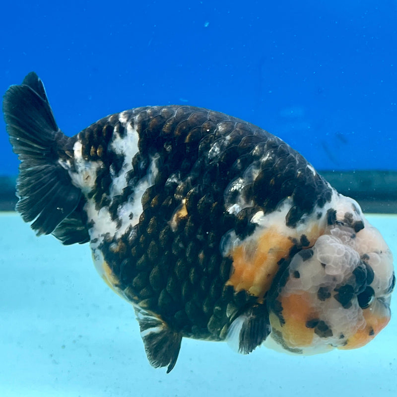 Chinese Ranchu Calico 3.5in Male (FEB-327)R2B01