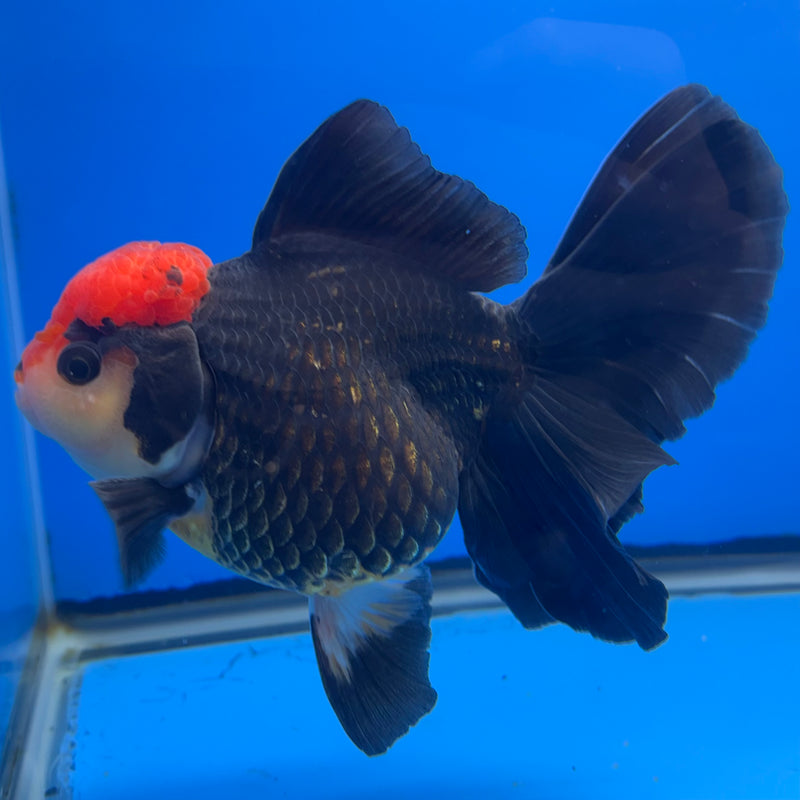Thai Oranda AA JUMBO Tri-Color 4” Body Male(AA-CK-1354)R1BLUETUB3