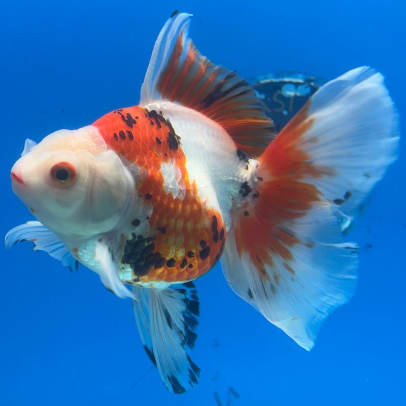 Thai Oranda Orchid Tail Tri-Color/Apache 4” Body Female(CK-1204)SHOWTANK