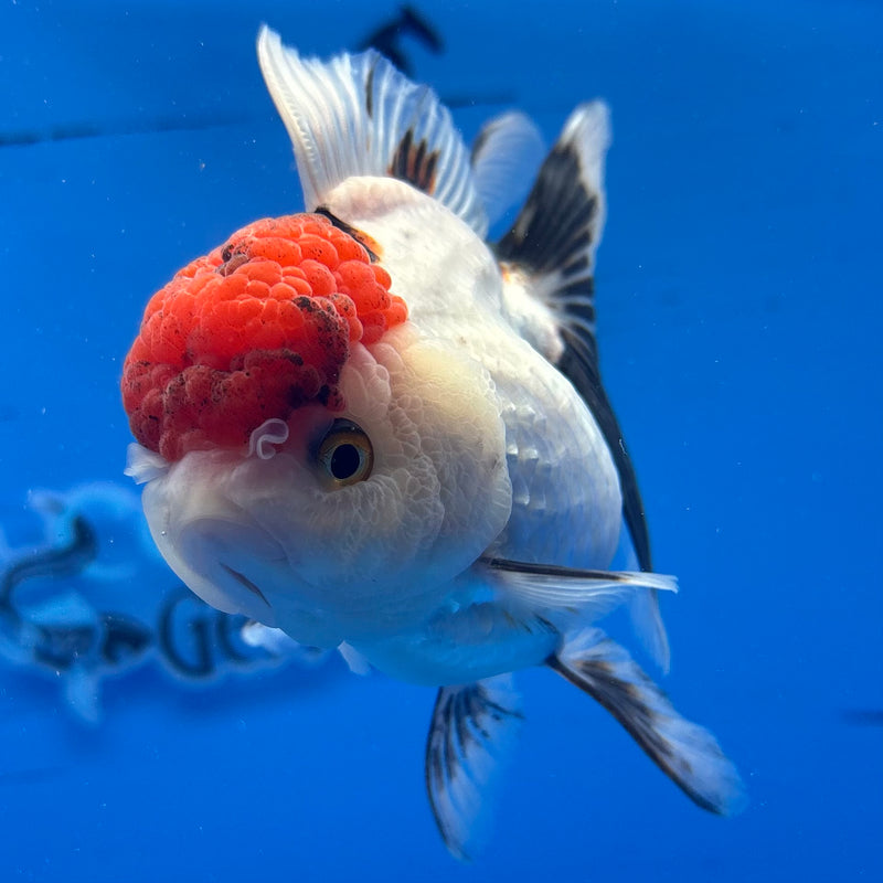Thai Oranda Tri-Color 3.5” Body Female(CK-935)R1BLUETUB4