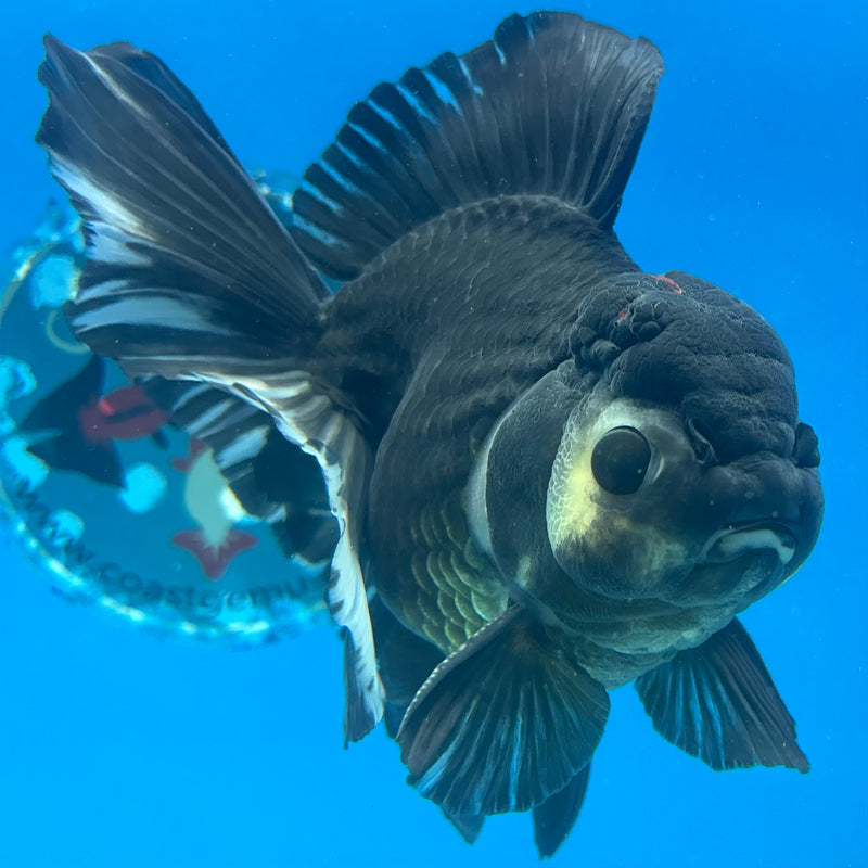 Thai Oranda Panda 4” Body Male(CK-1490)R2B19
