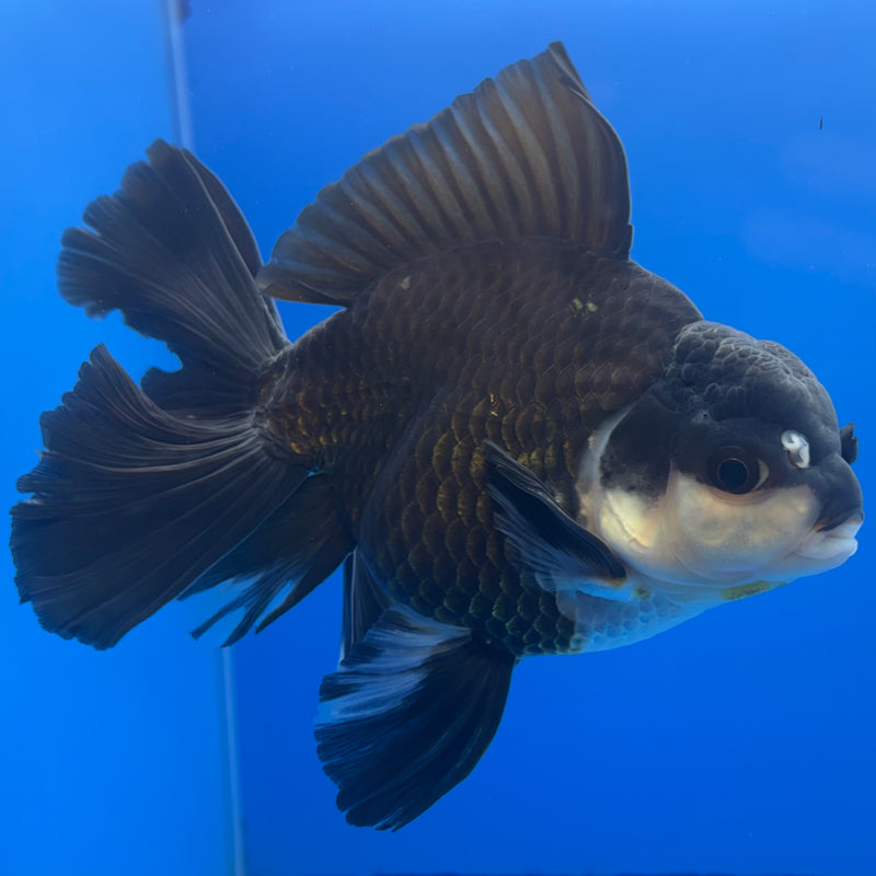 Thai Oranda JUMBO Panda 4” Body Male(QGF-CK-1318)BLUETUB1