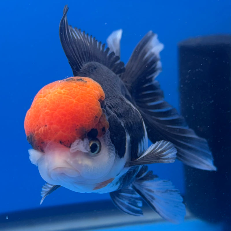 Thai Oranda Tri-Color 3” Body Female(CK-790)R1A10