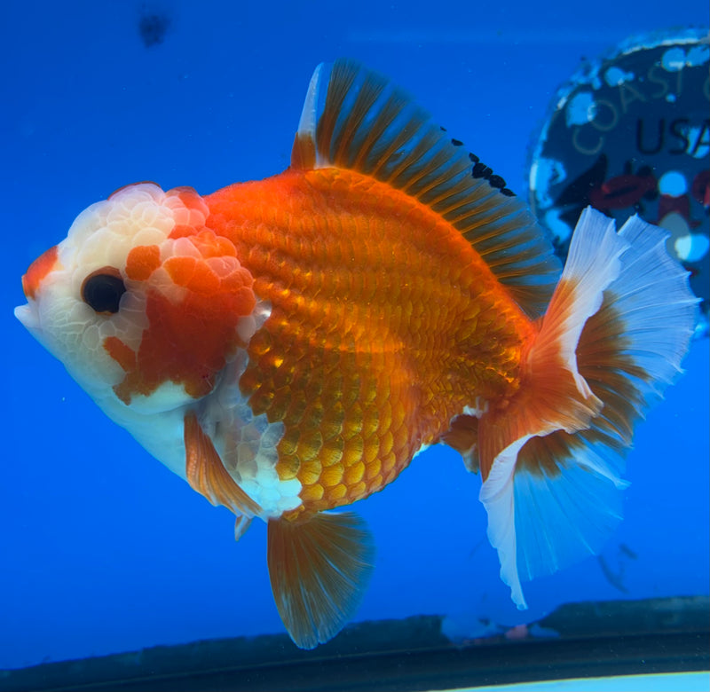 Thai Oranda Red/White 4" Male(CK-1535)R2A06