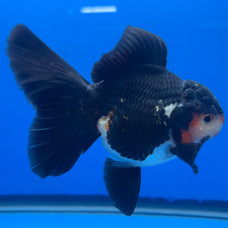 Thai Oranda Tri-Color/Apache 3” Body Female(CK-688)R1A07