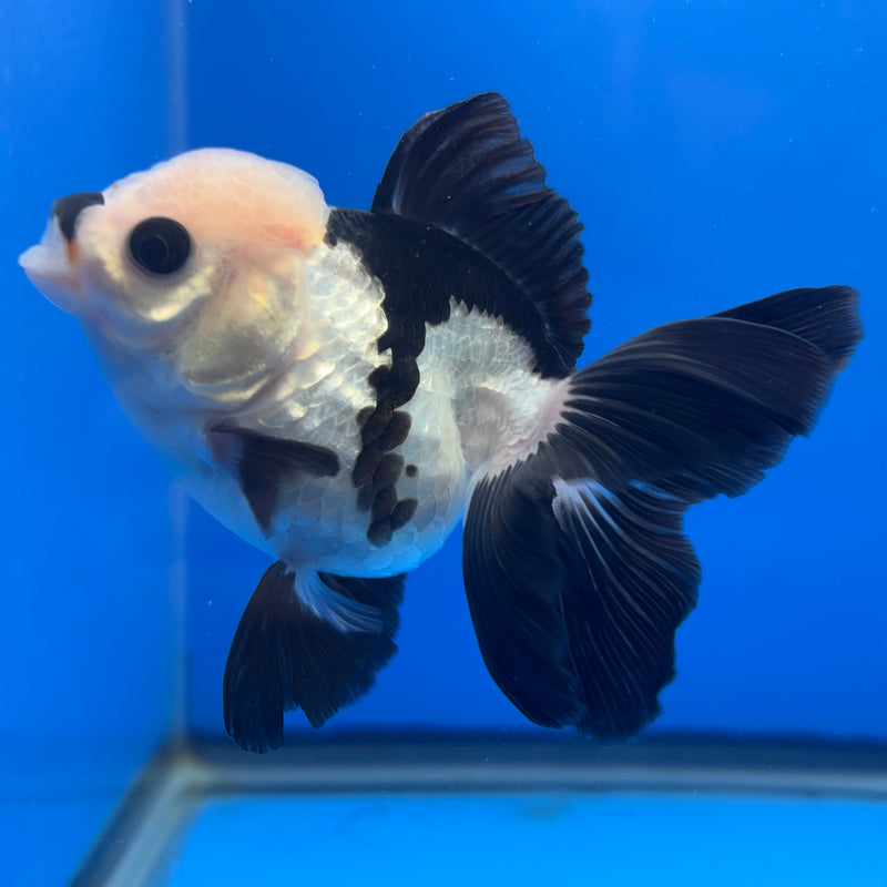 Thai Oranda Panda 3” Body Male(CK-1383)R1B10