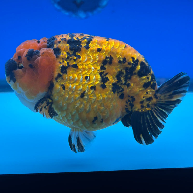 Thai Ranchu JUMBO Tiger Calico 4.5” Body Male(BIN-CK-1053)SHOWTANK2