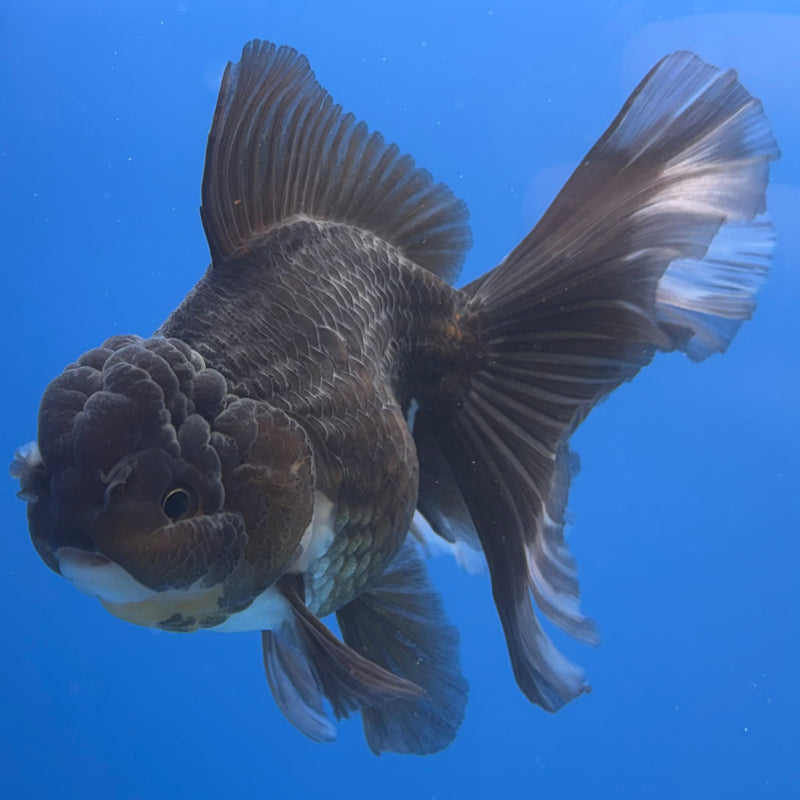 Thai Oranda Panda 3.5” Body Male(CK-693)R1B07