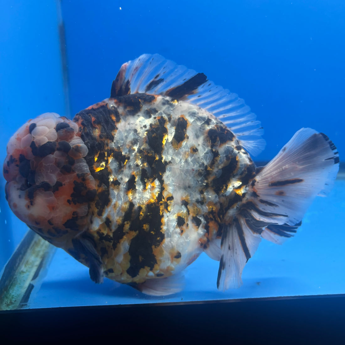 Thai Oranda Tri-Color Tiger 4.5" Male(NKT-CK-1580)BLUETUB-B