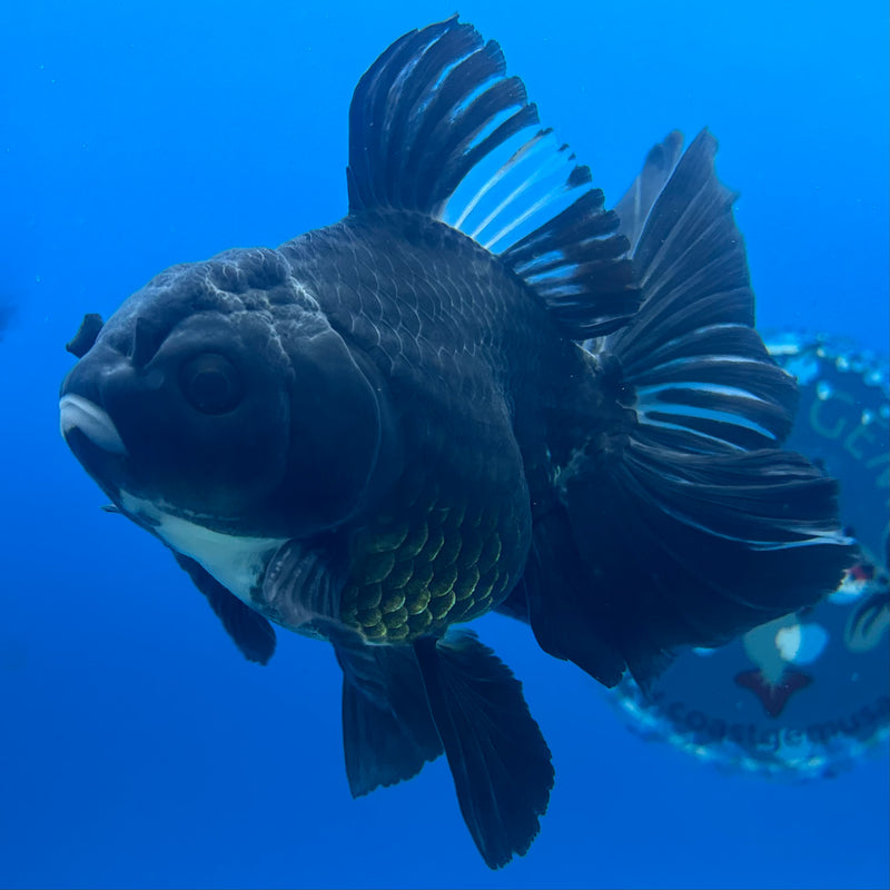 Thai Oranda Panda 3.5” Body Male(CK-1207)SHOWTANK