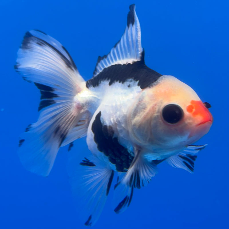 Thai Oranda Panda 2.5” Body Male(CK-1245)R3B09