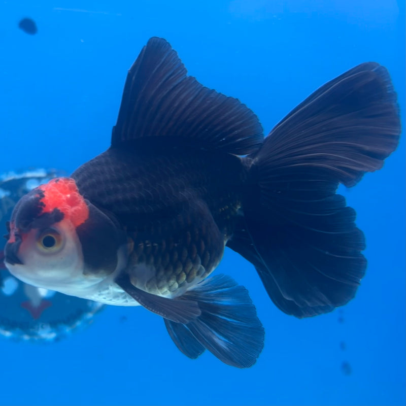 Thai Oranda Tri-Color 3” Body Male(CK-1416)R3A11