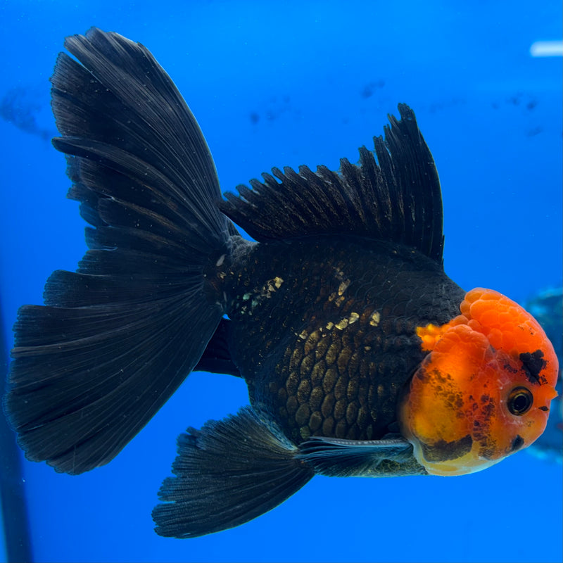 Thai Oranda Black Body Red Cap 3.5" Male(CK-1538)R2A07