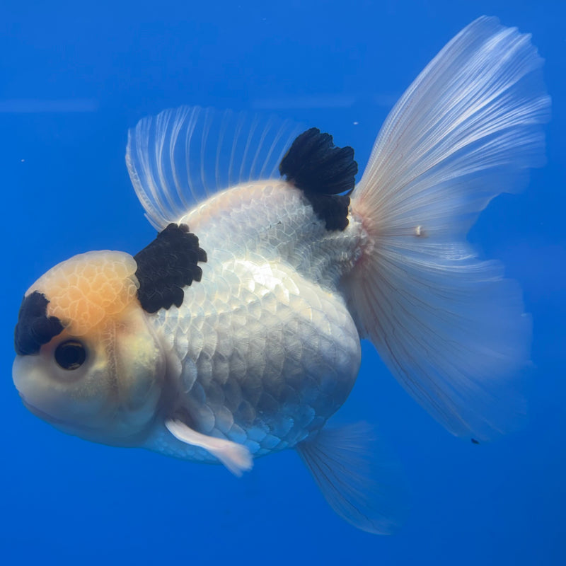 Thai Oranda Panda 4” Body Female(CK-810)R1A01