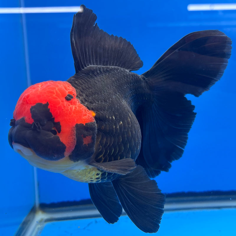 Thai Oranda JUMBO Black Body Red Cap 4” Body Male(QGF-CK-1347)BLUETUB1